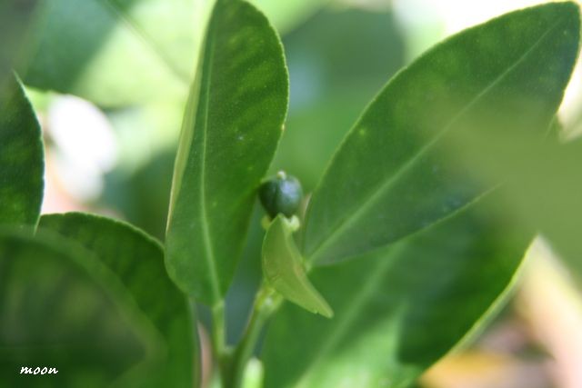 Calamondin - Citrofortunella mitis